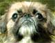 Peke Rescue