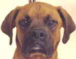 NC Boxer Rescue